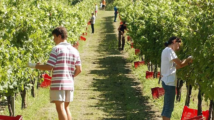 Vendemmia: il contratto prevede 39 ore di lavoro settimanale, un giorno di riposo ogni 6 - Foto © www.giornaledibrescia.it