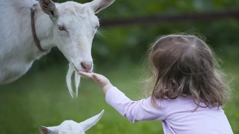 Una bambina con delle capre - © www.giornaledibrescia.it