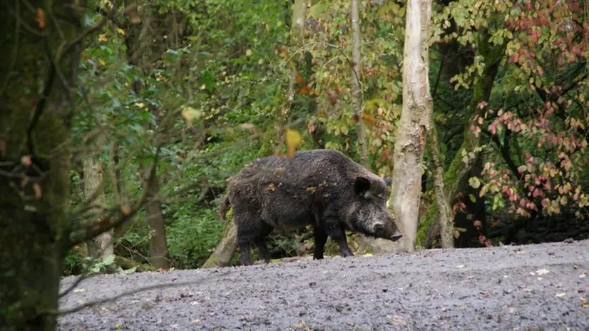 Un esemplare di cinghiale