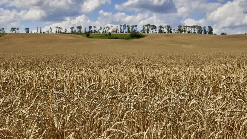 Un campo di grano nella zona di Kharkiv - Foto Epa © www.giornaledibrescia.it