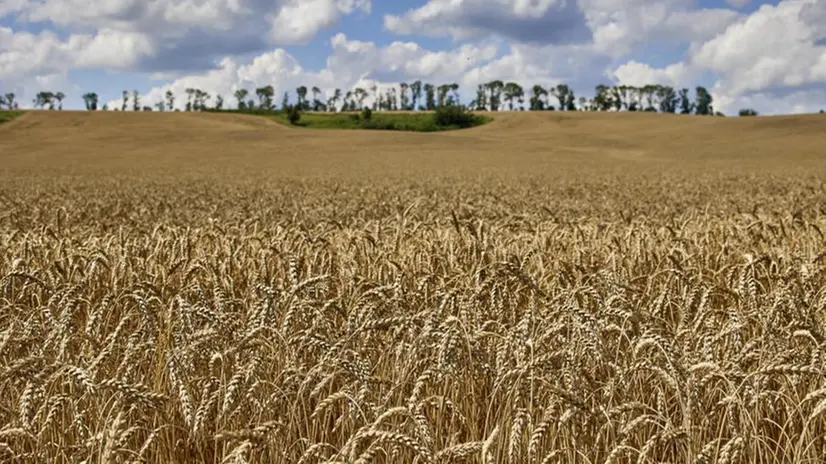 Coltivazioni di grano: l’agricoltura europea spesso penalizzata da dispute economiche - Foto Epa © www.giornaledibrescia.it