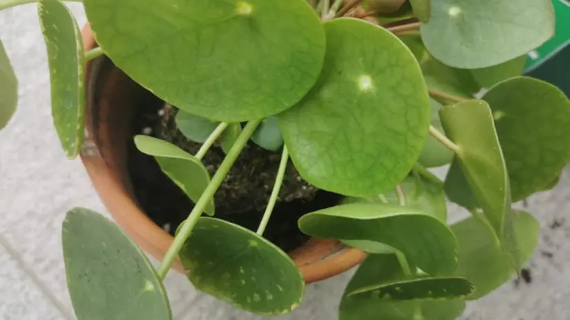 Moltiplicare una pilea