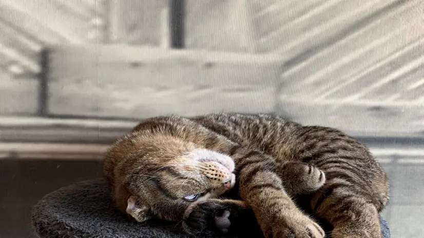 I gatti protagonisti nel bistrot di via Triumplina a Brescia