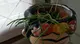 Moltiplicare la Rhipsalis
