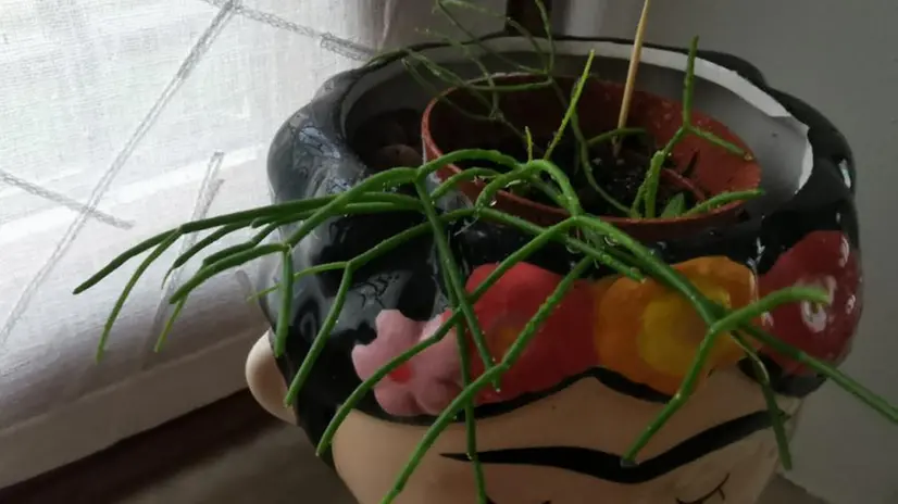 Moltiplicare la Rhipsalis