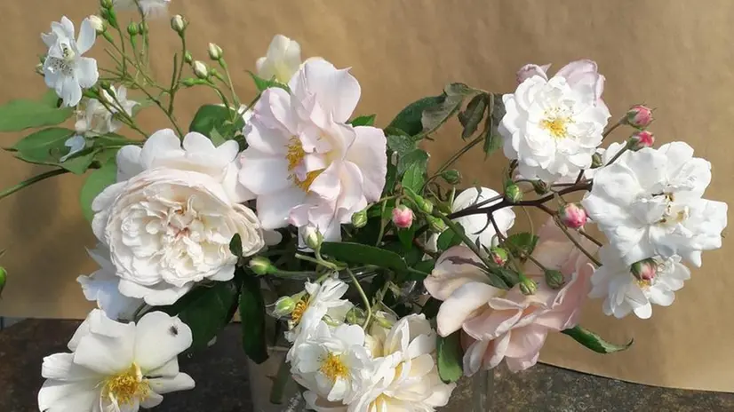 Fascino. Fiori dei nuovi ibridi di rosa Moschata creati da Rose Rifiorentissime