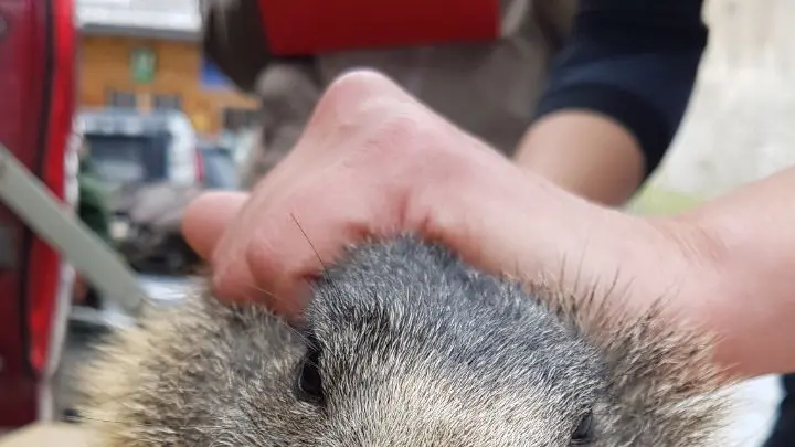 Marmotte in volo da Livigno al lago d'Aviolo per ripopolare l'area