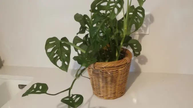 Moltiplicare una Monstera Adansonii