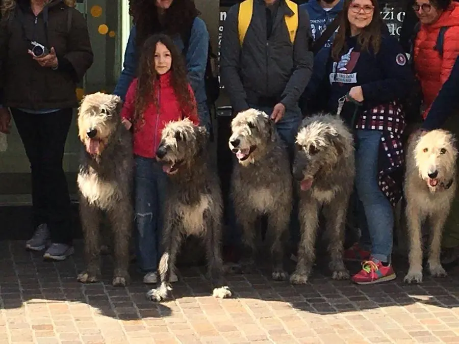 Irish Wolfhound, il saluto alla sede del GdB