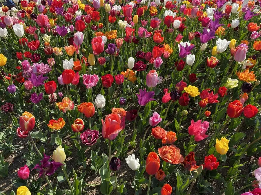 Sirmione, 30mila tulipani per colorare la perla del Garda