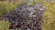 Il gigantesco serpentone della manifestazione Sikh in città