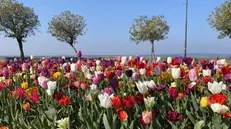 Sirmione, 30mila tulipani per colorare la perla del Garda