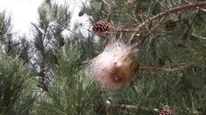 Un caratteristico nido di processionaria su un albero - © www.giornaledibrescia.it