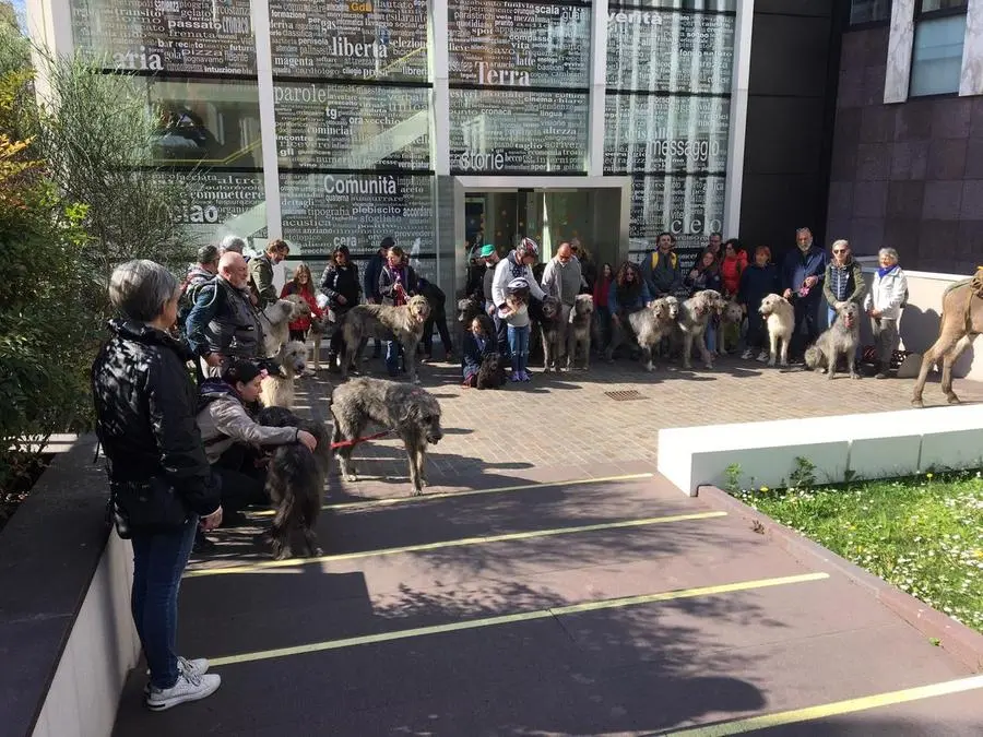 Irish Wolfhound, il saluto alla sede del GdB