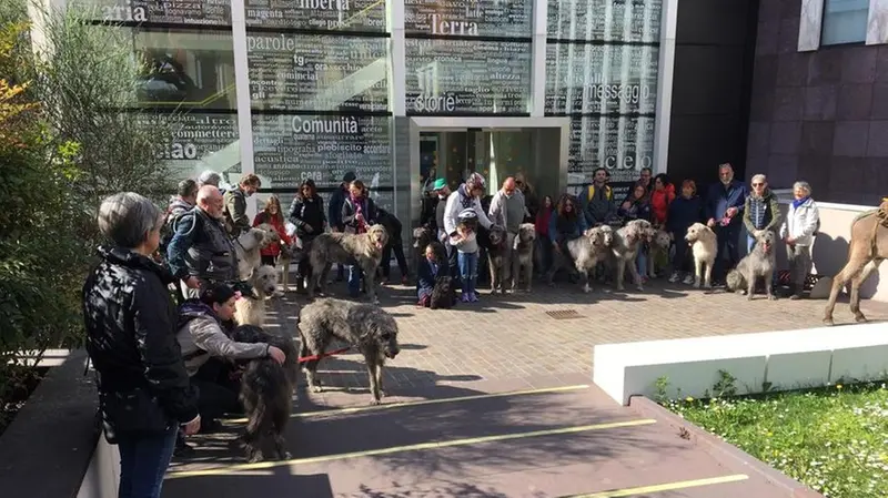 Irish Wolfhound, il saluto alla sede del GdB