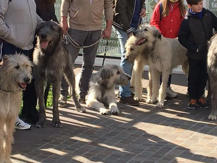 Irish Wolfhound, il saluto alla sede del GdB