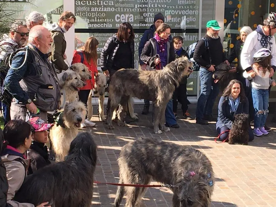 Irish Wolfhound, il saluto alla sede del GdB