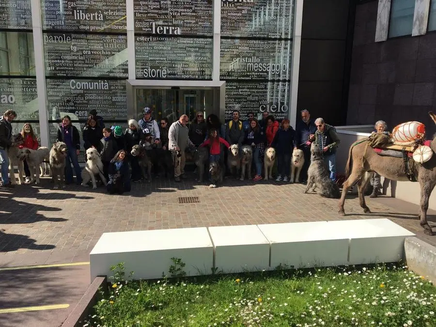 Irish Wolfhound, il saluto alla sede del GdB