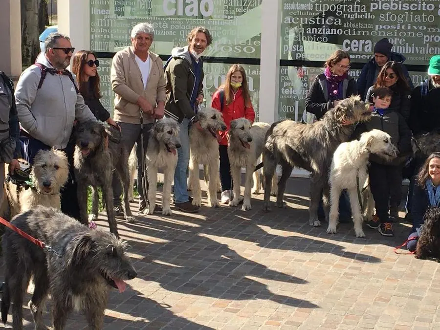 Irish Wolfhound, il saluto alla sede del GdB