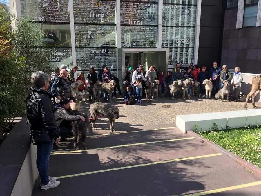 Irish Wolfhound, il saluto alla sede del GdB