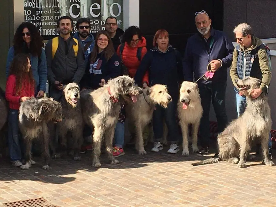 Irish Wolfhound, il saluto alla sede del GdB