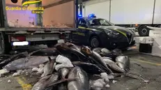 Maxi sequestro di tonno da parte della Guardia di Finanza