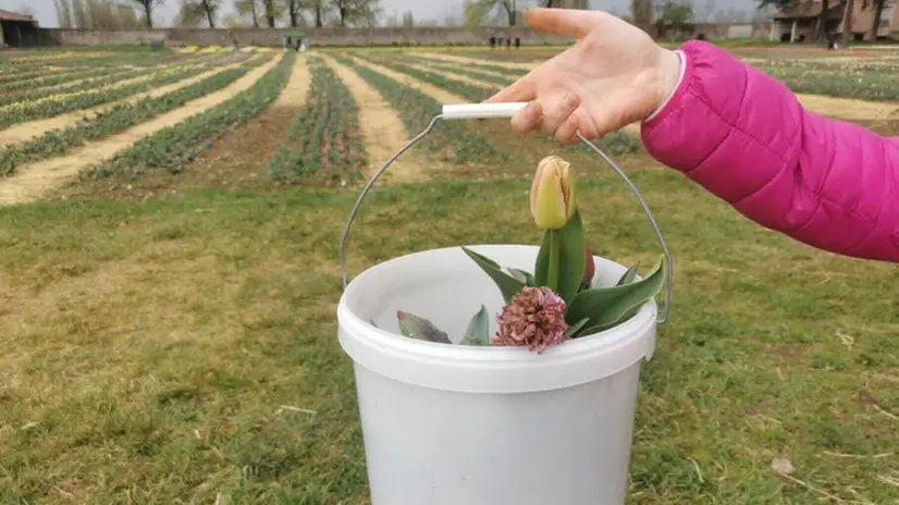 Entrare nel campo e raccogliere tulipani e narcisi