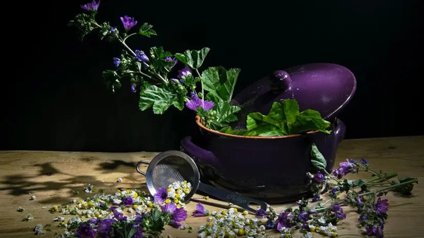 Anche la malva tra le erbe da prediligere in cucina