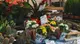 Alcuni scatti di presentazione della rassegna botanica