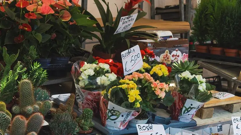 Alcuni scatti di presentazione della rassegna botanica