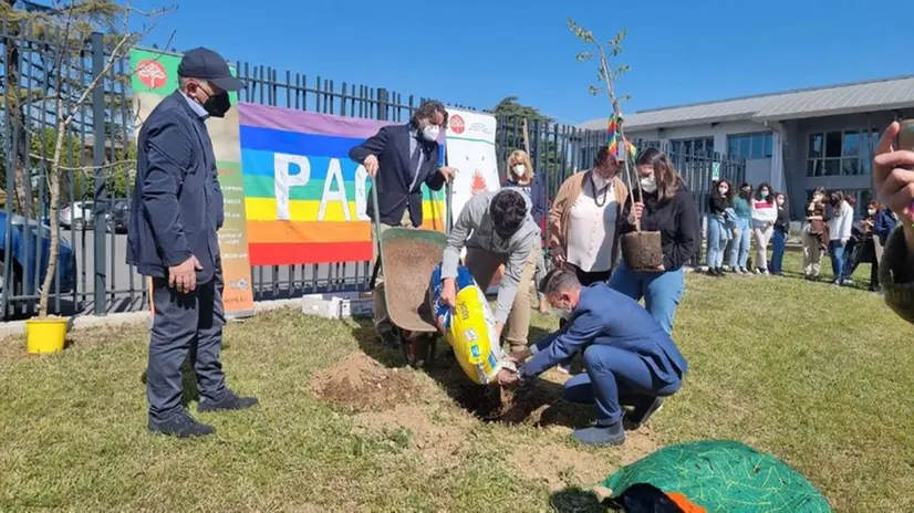 La piantumazione del kako nel cortile del Mantegna