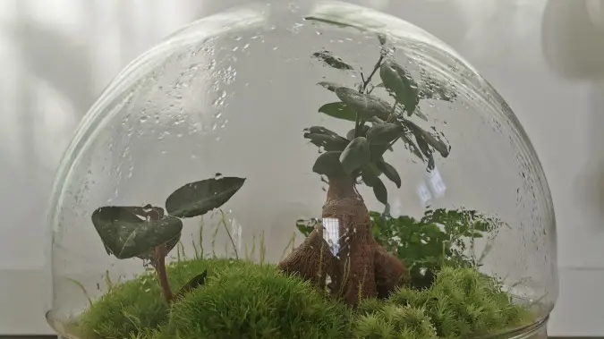 Terrario, la foresta che cresce sotto vetro