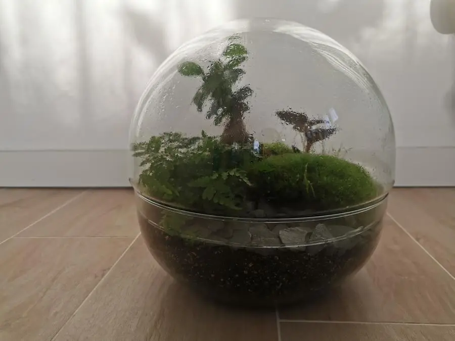 Terrario, la foresta che cresce sotto vetro