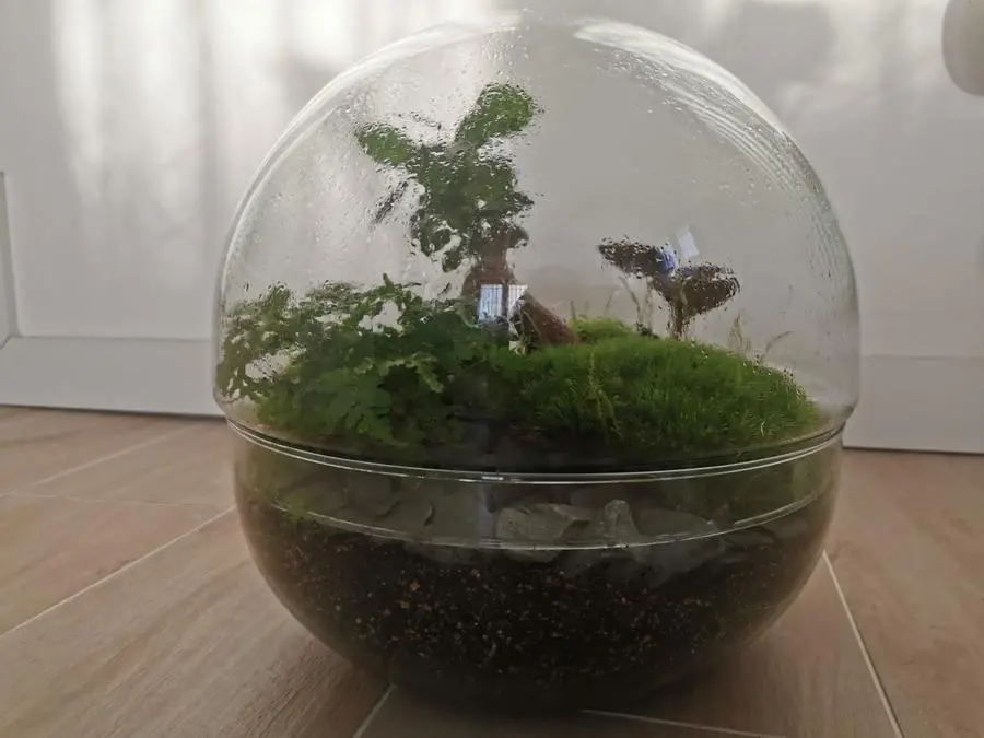 Terrario, la foresta che cresce sotto vetro
