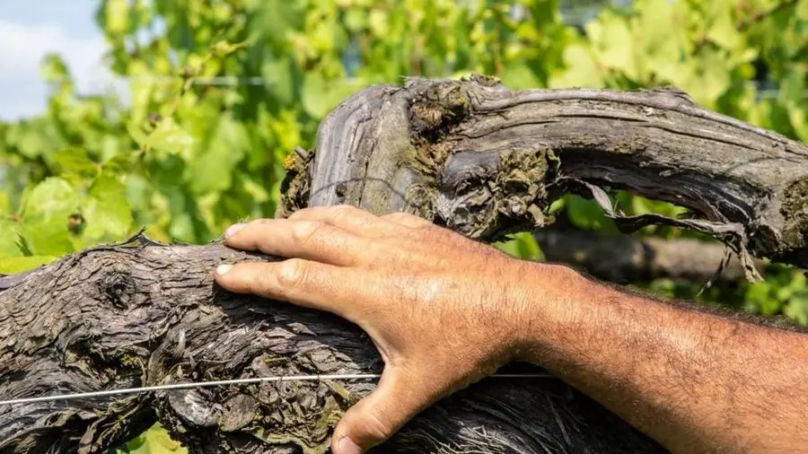 In Franciacorta si producono 100mila bottiglie de Lo Sparviere - © www.giornaledibrescia.it
