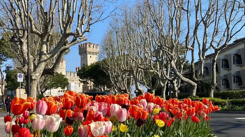I tulipani in fiore a Sirmione - © www.giornaledibrescia.it