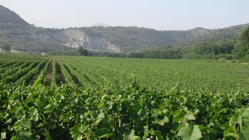 In una foto d'archivio, vigneti di un'azienda agricola a Capriolo - © www.giornaledibrescia.it