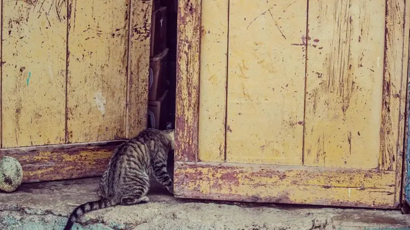 Un gatto alla porta, come in un'espressione dialettale bresciana