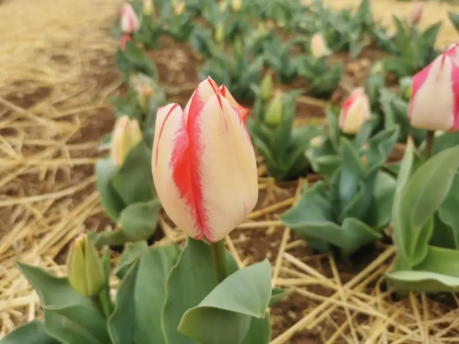 Entrare nel campo e raccogliere tulipani e narcisi