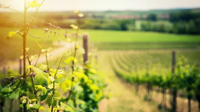 Il sole sorge sulla vigna