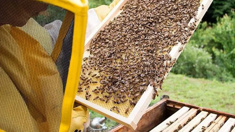 Una colonia: le api del Faido, a Navezze di Gussago -  © www.giornaledibrescia.it