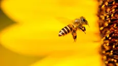 Un'ape tra i fiori
