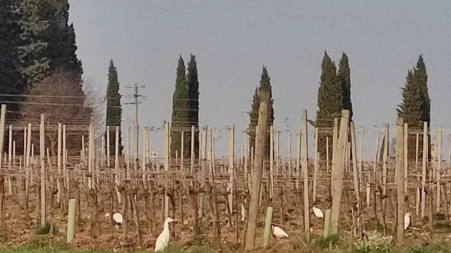 Aironi guardabuoi trai i vigneti