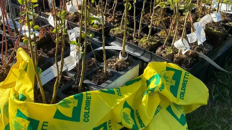 Tra i partner di «Foresta Italia» c’è Coldiretti