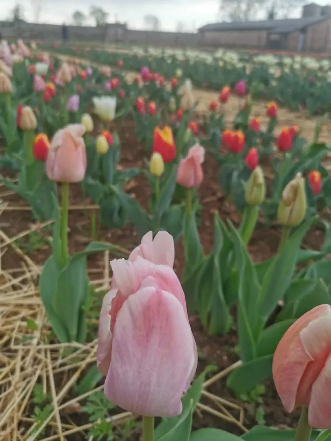Entrare nel campo e raccogliere tulipani e narcisi