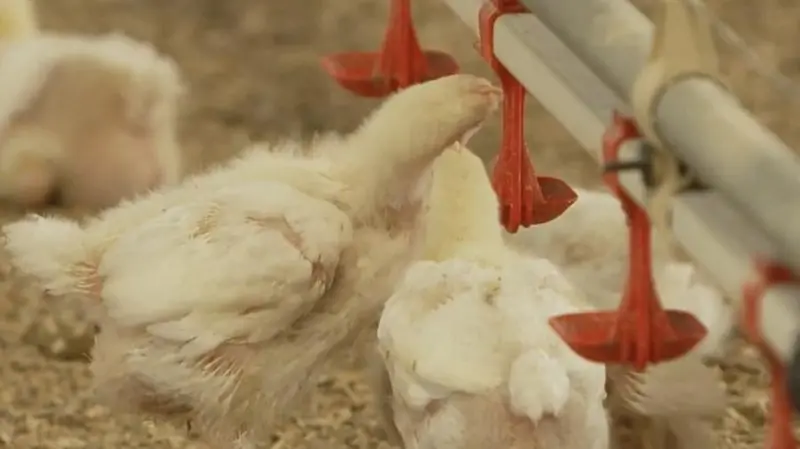 I mangimi sono tra i fattori che più impattano sull’ambiente - © www.giornaledibrescia.it