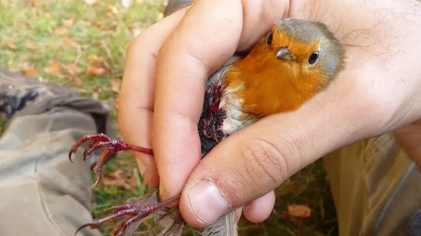 Un pettirosso - Foto tratta dalla pagina Fb CABS Italia, l'antibracconaggio