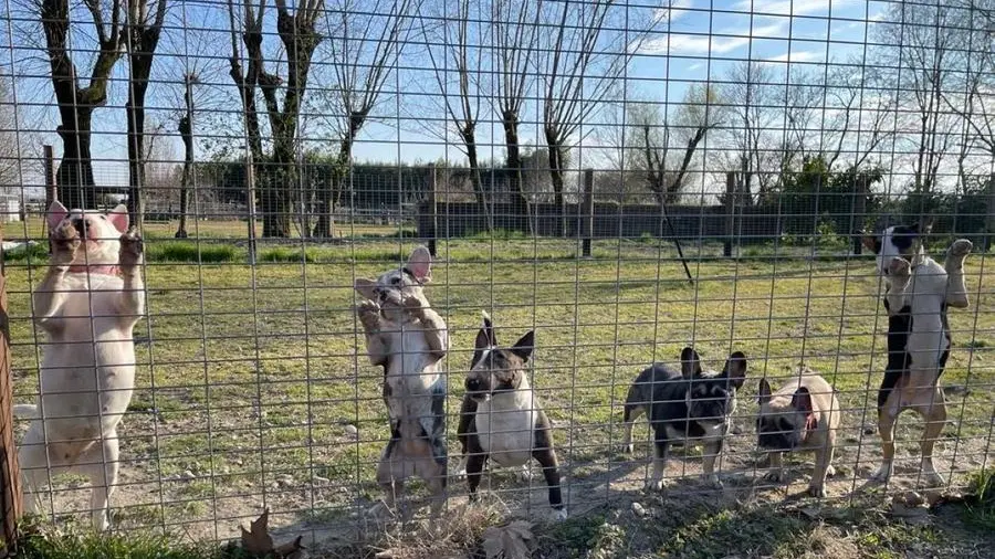 Alcuni dei cani di Alina, allevatrice fuggita dall'Ucraina - © www.giornaledibrescia.it