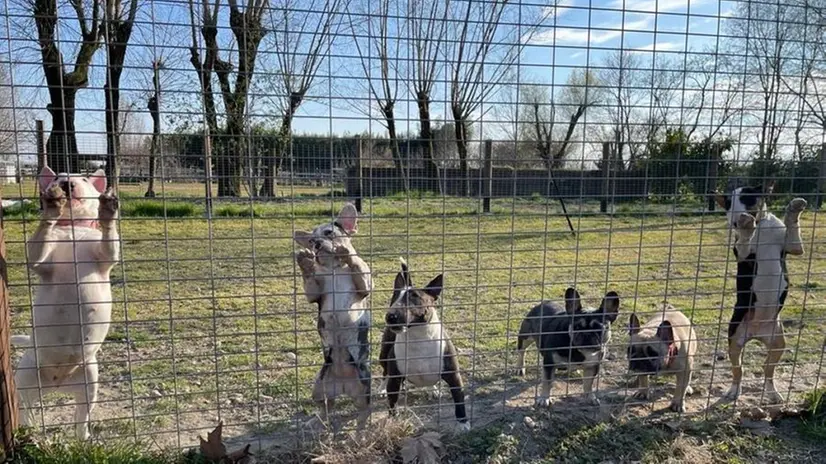 Alcuni dei cani di Alina, allevatrice fuggita dall'Ucraina - © www.giornaledibrescia.it