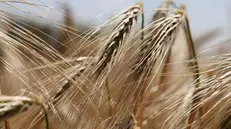 Aumenta la produzione di grano in Italia - © www.giornaledibrescia.it